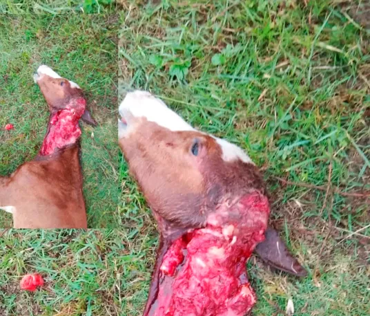 Imagens: @tvmacicoofficial