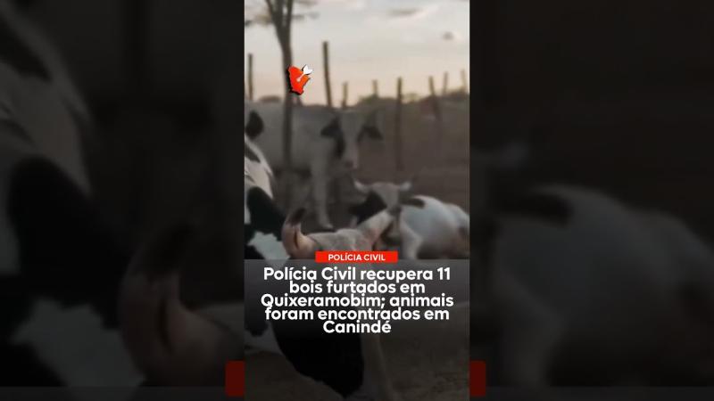 Polícia Civil recupera 11 bois furtados em Quixeramobim; animais foram encontrados em Canindé