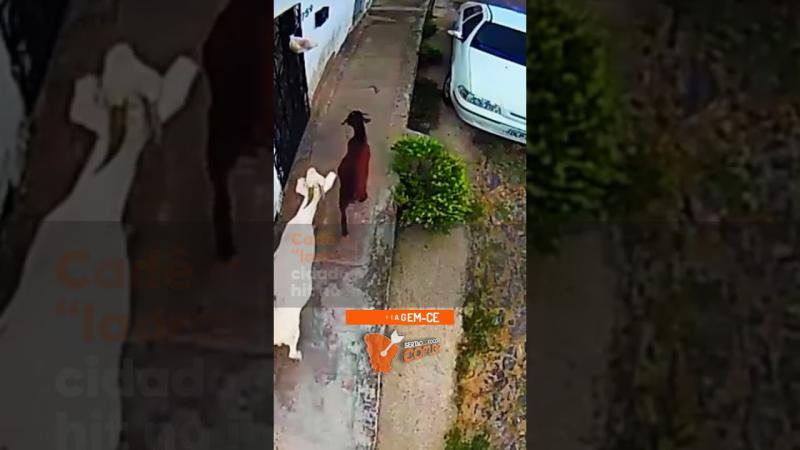 Cadê a merenda? Cabras “ladras” aprontam em cidade do Ceará e viram hit na internet