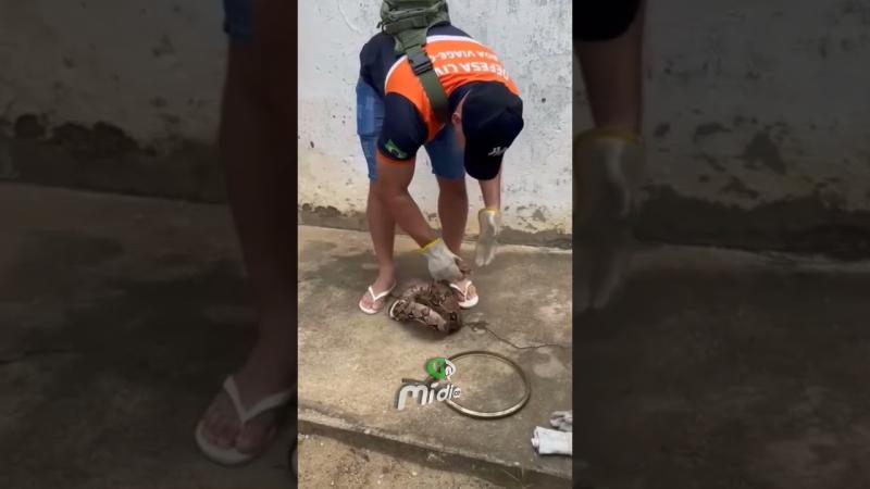 Homem encontra cobra na porta de sua casa