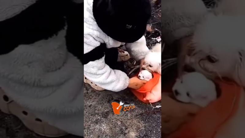 Viralizou: Cadela pede ajuda para resgatar filhotes